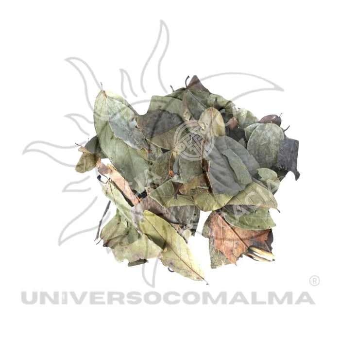 Erva Seca Folha de Graviola – Uso Natural e Espiritual | 30gr