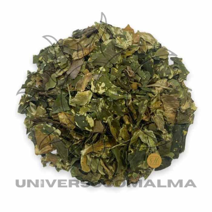 Banho de Ervas Comigo Ninguém Pode - Proteção e Força Espiritual | Universo com Alma