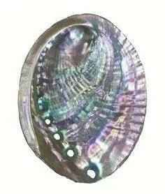 Concha de Abalone para Defumação e Rituais