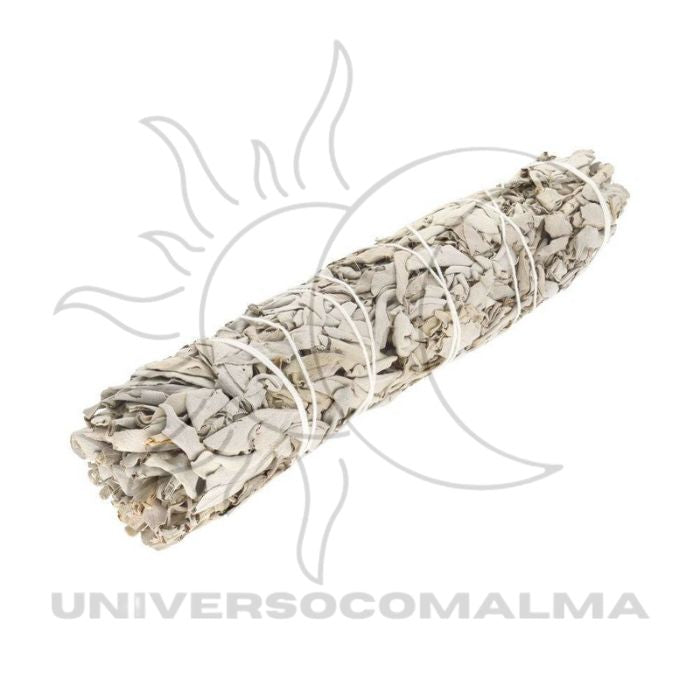 Sálvia Branca da Grande Califórnia (Salvia Apiana) - 23cm - Universo com Alma ®