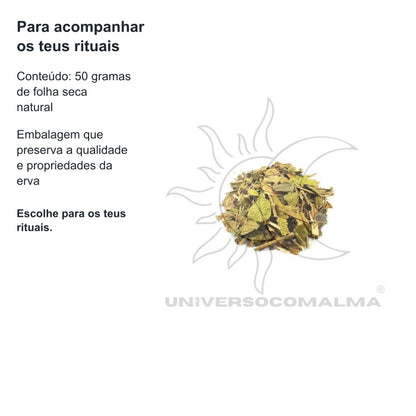 Canela de Velho - Erva Seca Natural | 50gr — benefícios, utilização e características