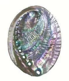 Concha de Abalon: Queimador Sagrado para Purificação e Conexão Espiritual! - Universo com Alma ®