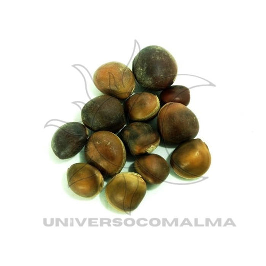 Semente de Olho de Boi (Mucunã) - Amuleto de Proteção e Boa Sorte - Universo com Alma ®